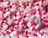 Hình bước làm 3 của món 🌱 Hoa Anh Đào Muối Nhật Bản (Japonais Traditionnel Salé Sakura)