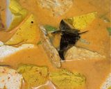 Foto langkah ke 6 dari resep Telur Tahu Tempe Labu Kuah Kuning.