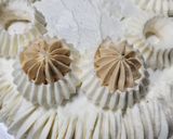 Foto del paso 8 de la receta: Postre apto diabéticos y celíacos
