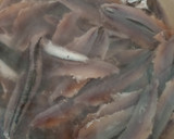 Foto del paso 1 de la receta: Boquerones en Vinagre