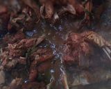Foto langkah ke 3 dari resep RAWON SANTAN (asap kepala ikan).
