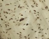 A picture of step 1 of Masala Papad.
