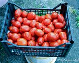 Foto del passaggio 2 della ricetta Salsa di Pomodoro