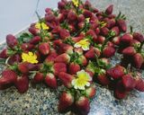 A picture of step 1 of Frozen strawberry.