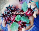 Foto langkah ke 6 dari resep Juice rosella.