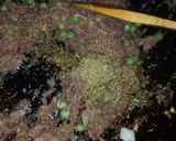 A picture of step 7 of Potatoe swirl bread/burger.