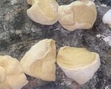 A picture of step 6 of Donuts recipe.