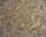 Foto del paso 1 de la receta: Fusilli a las hierbas