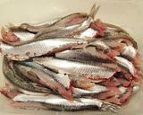 Foto del paso 1 de la receta: Anchoas fritas