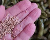 Foto del paso 6 de la receta: Edamame 枝豆 o vaina de soja fresca 🇯🇵🫛 "otoshi" o aperitivo en "izakaya" o taberna, cervecería 🍻Japón