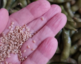 Foto del paso 6 de la receta: Edamame 枝豆 o vaina de soja fresca 🇯🇵🫛 "otoshi" o aperitivo en "izakaya" o taberna, cervecería 🍻Japón