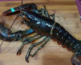 Foto del paso 3 de la receta: Paella de bogavante🦞