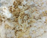 Foto del passaggio 3 della ricetta Biscotti SPEZIATI