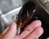 Foto del passaggio 1 della ricetta Sugo di cozze