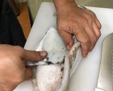 澎湖野生花枝生魚片(處理花枝)的食譜步驟4照片