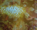 Foto del paso 5 de la receta: Arroz con marisco