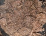 Foto langkah ke 5 dari resep Ungkeb daging.