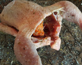 Foto del paso 1 de la receta: Picantón al limón con sobrasada y aceitunas