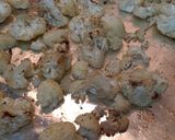 A picture of step 6 of Easy Roasted Cauliflower.