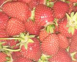 Habkönnyű túrógombóc eperpürével 🥰🍓 recept fázis 2 fotója