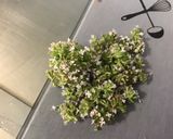 Une image de l'étape 5 de Salade d'endives au carottes, concombre et fleurs de thym.