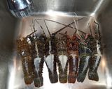 Foto langkah ke 1 dari resep Lobster Asam Manis.