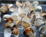 Foto del paso 5 de la receta: Berberechos a la plancha