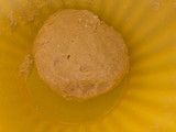 خبز البوري