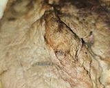 Foto del paso 1 de la receta: Rigattoni cremoso con solomillo de ternera