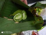 Pepes Tahu Putih