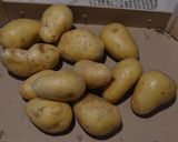 Une image de l'étape 3 de Bolinhos de Bacalhau (accras de morue portugais).
