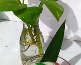 Foto langkah ke 5 dari resep Es Selendang Mayang.