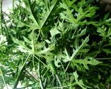 Foto langkah ke 1 dari resep Daun pepaya jepang masak santan.