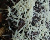 Foto langkah ke 5 dari resep Pisang nugget.