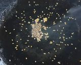 A picture of step 4 of Pearl Millet Chamchamiya.
