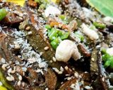 પાત્રા (Patra Recipe In Gujarati) રેસીપી સ્ટેપ7ફોટો