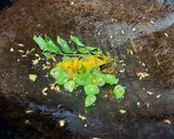 A picture of step 3 of Maharastrian Style Dadpe Poha.