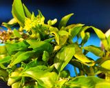 Foto del paso 1 de la receta: Pesto