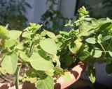 Foto del paso 8 de la receta: Crema de manzana y calabacín