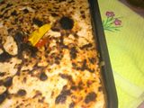 الارزباالقشطه المزجيه 💎
