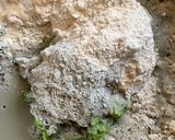 A picture of step 3 of Bajra-Green peas kachori.