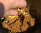 Foto del paso 6 de la receta: Rosca de reyes integral