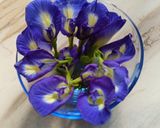 A picture of step 1 of Butterfly pea flower tea.
