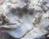 Foto del paso 2 de la receta: Alfajorcitos de maizena y leche condensada💛