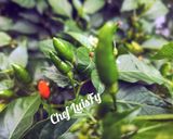 Foto del paso 1 de la receta: Ají picante en polvo deshidratado... LuisFy modificado