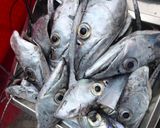 乾煎澎湖野生白帶魚的食譜步驟1照片