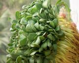 A picture of step 1 of Paruppu keerai (Kulfa Ka Saag in Hindi, Purslane in English) koottu.