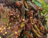बेसन वाली कुरकुरी भिंडी (Besan Wali kurkuri Bhindi recipe in hindi) रेसिपी चरण 2 फोटो