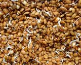 A picture of step 1 of Protein Packed Horsegram Kebabs.