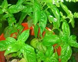 Foto del paso 2 de la receta: Tostaditas caprese (queso, tomate y albahaca)